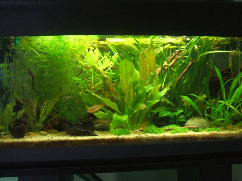 il mio 80l
