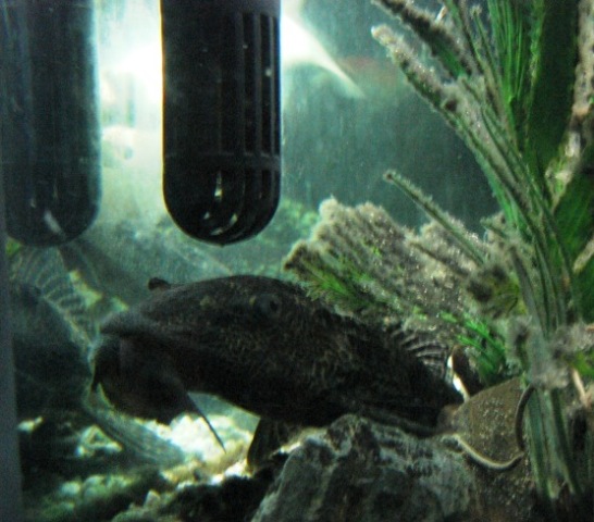 uno dei due plecostomus..anche loro 14 anni