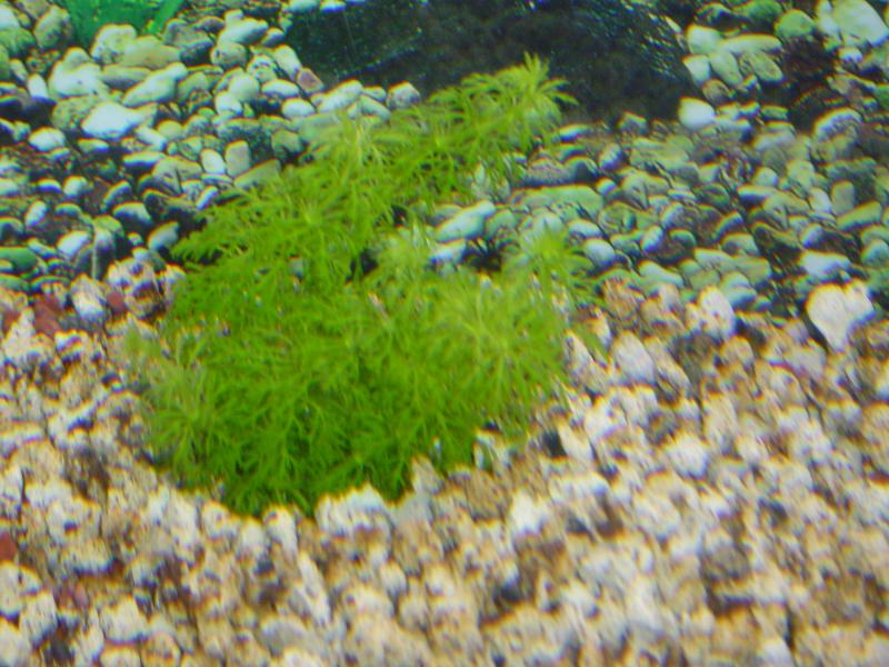 limnophila sessiflora