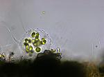Alga verde Cosmocladium