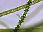 Alga verde Oedogonium x 40