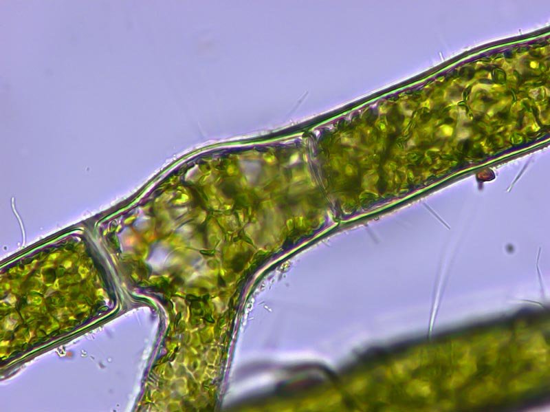 Alga verde Aegagrophila linnaei x 40