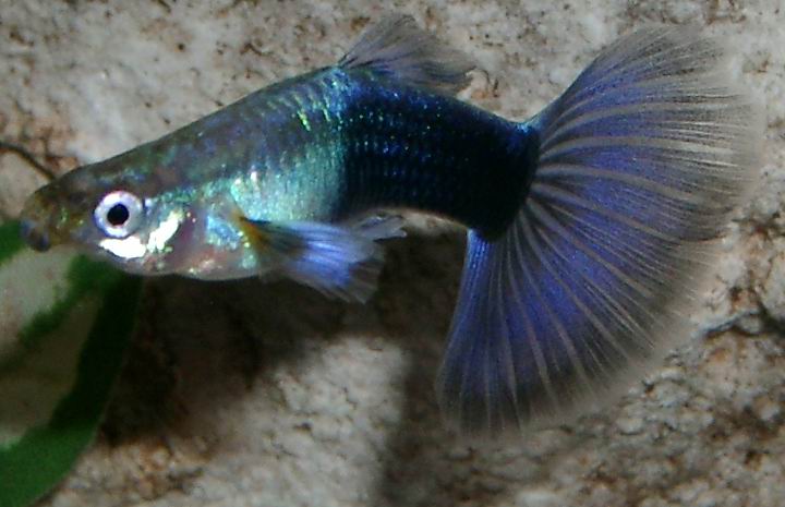 pesce blu