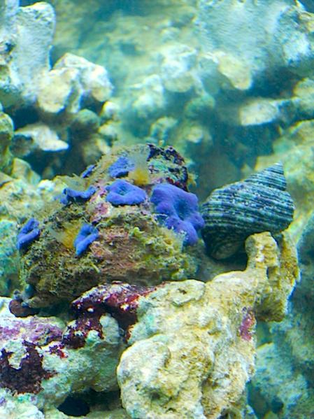 Mantipora