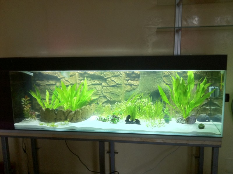 003 Acquario 540 2011 02 20 [800x600]