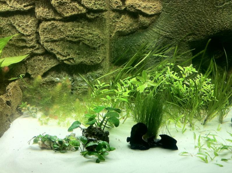 006 Acquario 540 2011 02 20 [800x600]