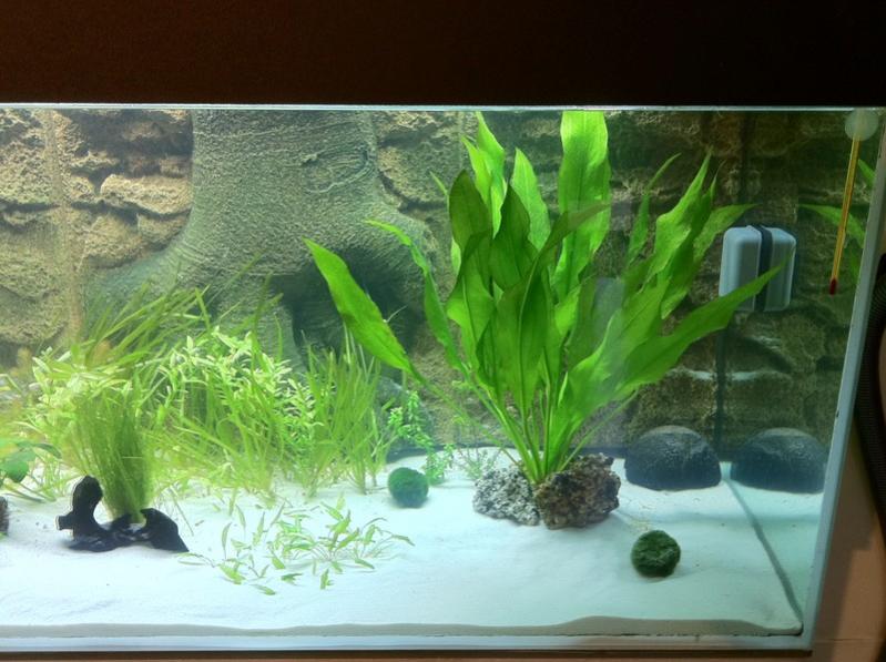 007 Acquario 540 2011 02 20 [800x600]