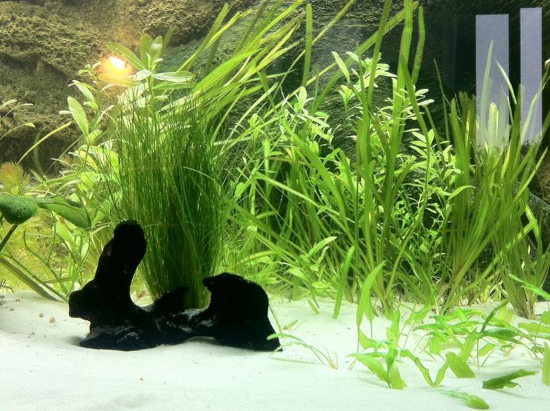 008 Acquario 540 2011 02 20 [800x600]