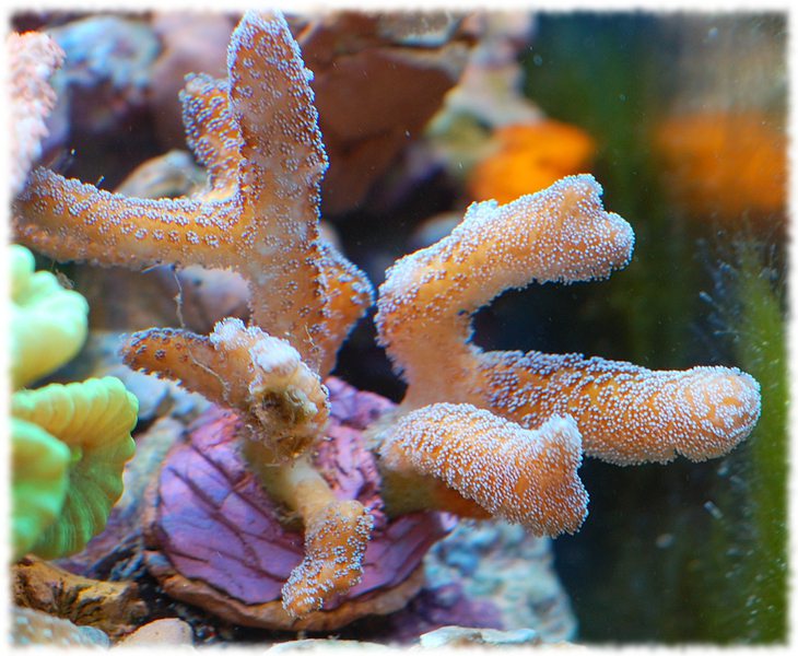 caliendrum silver