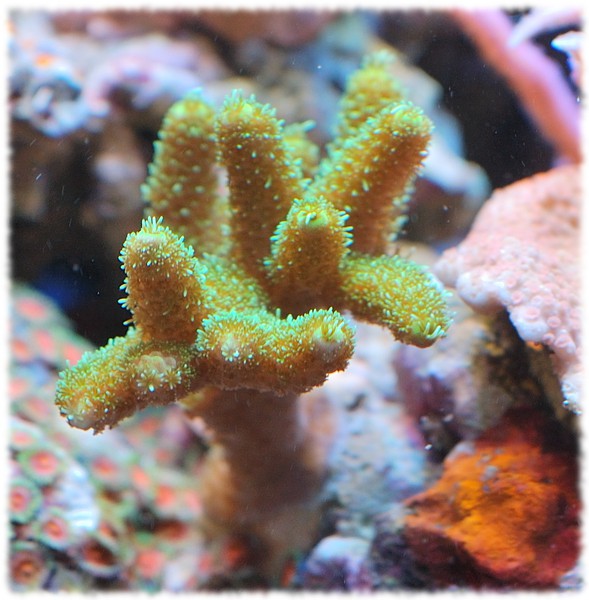 millepora green