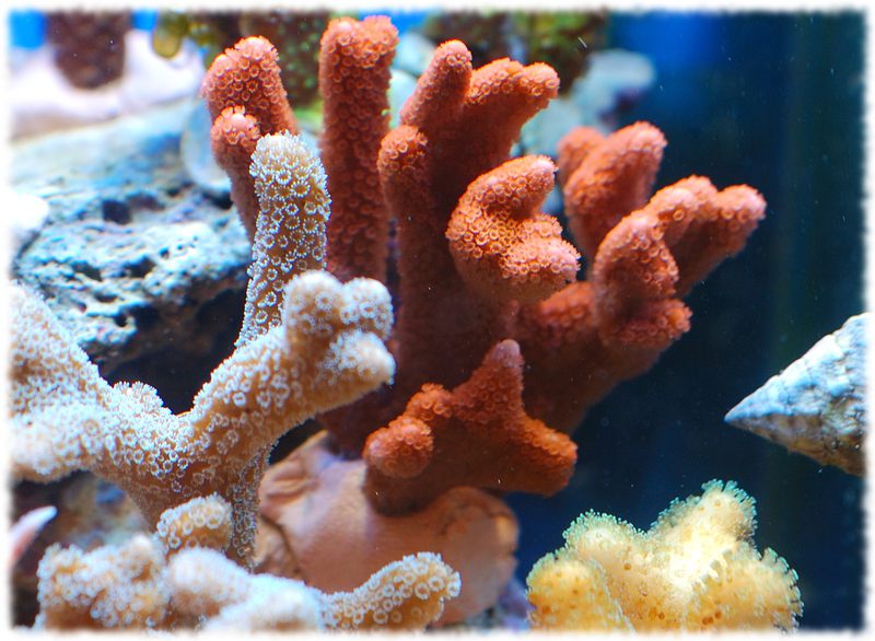 montipora arancio