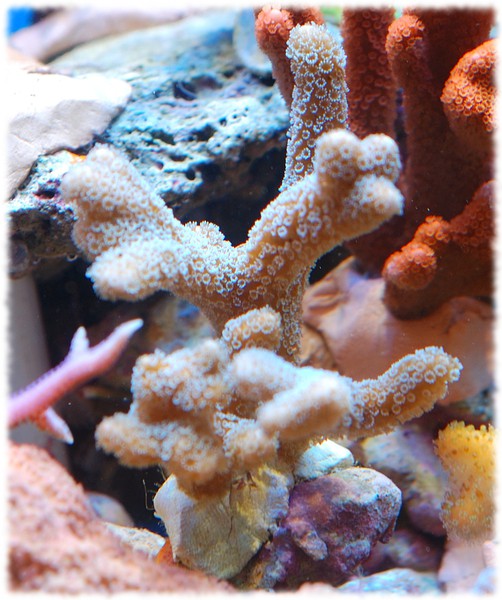 montipora celeste