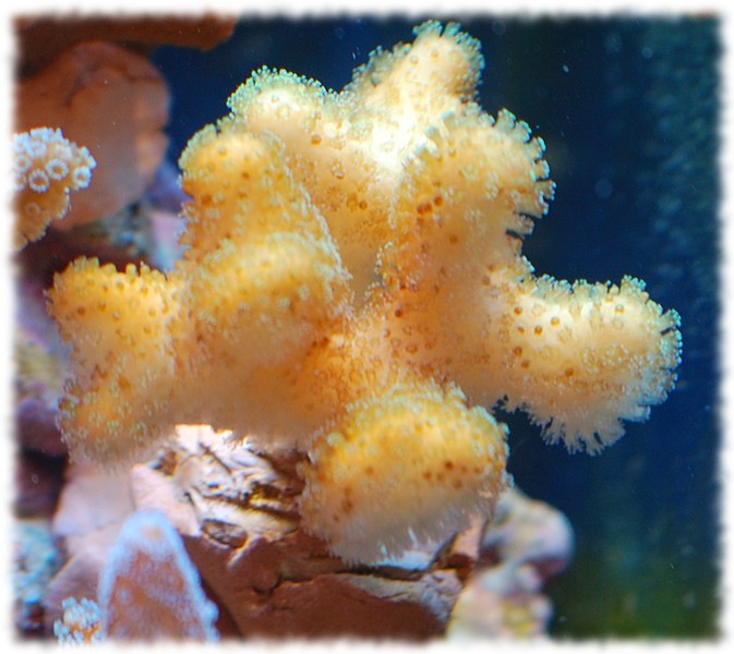 pistillata
