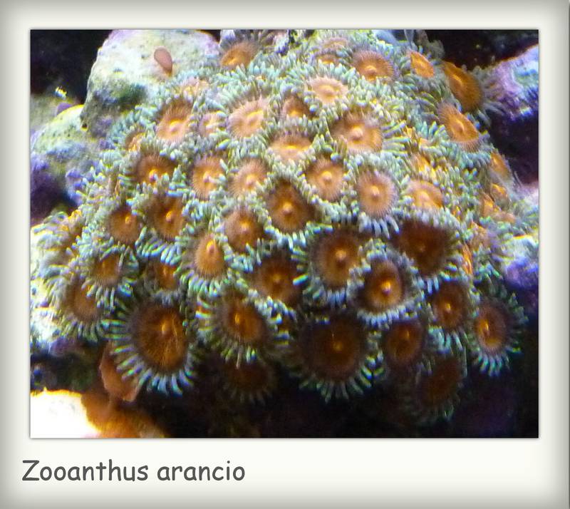 zoa arancio