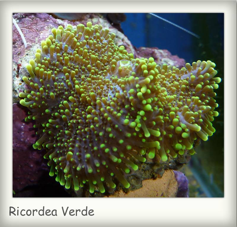 ricordea verde