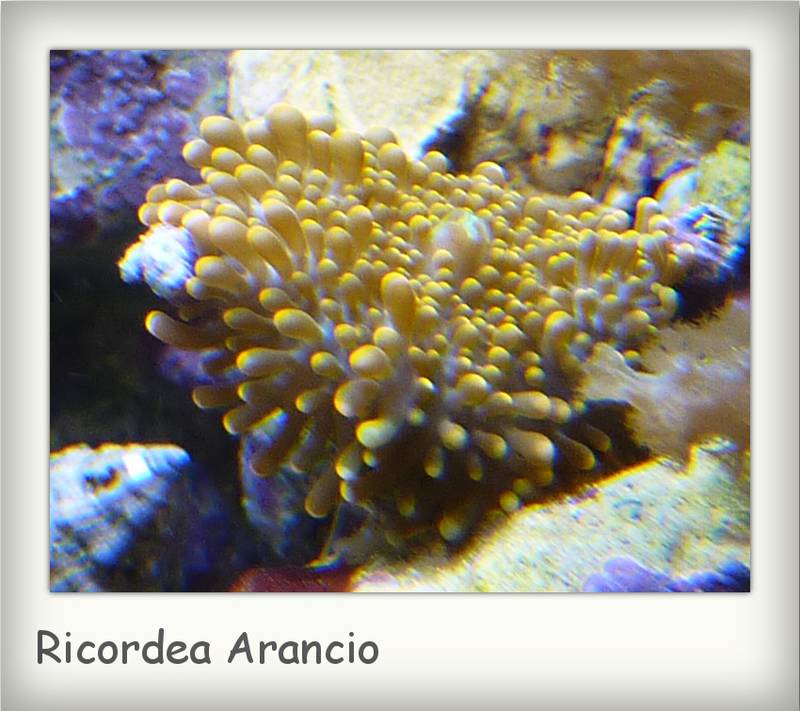 ricordea arancio