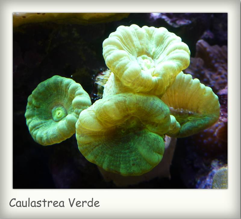 caulastrea