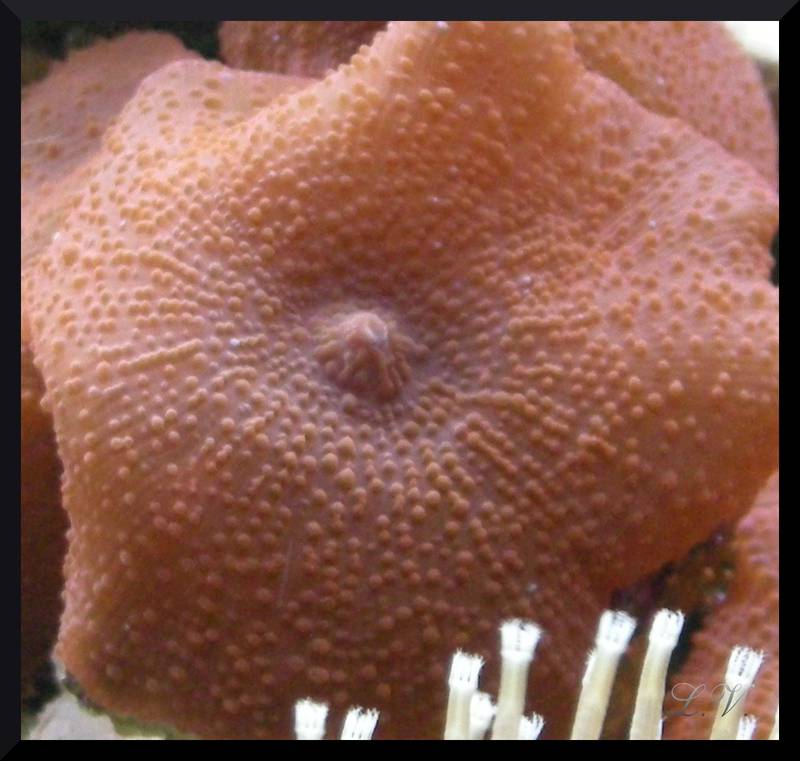 macro disco rosso