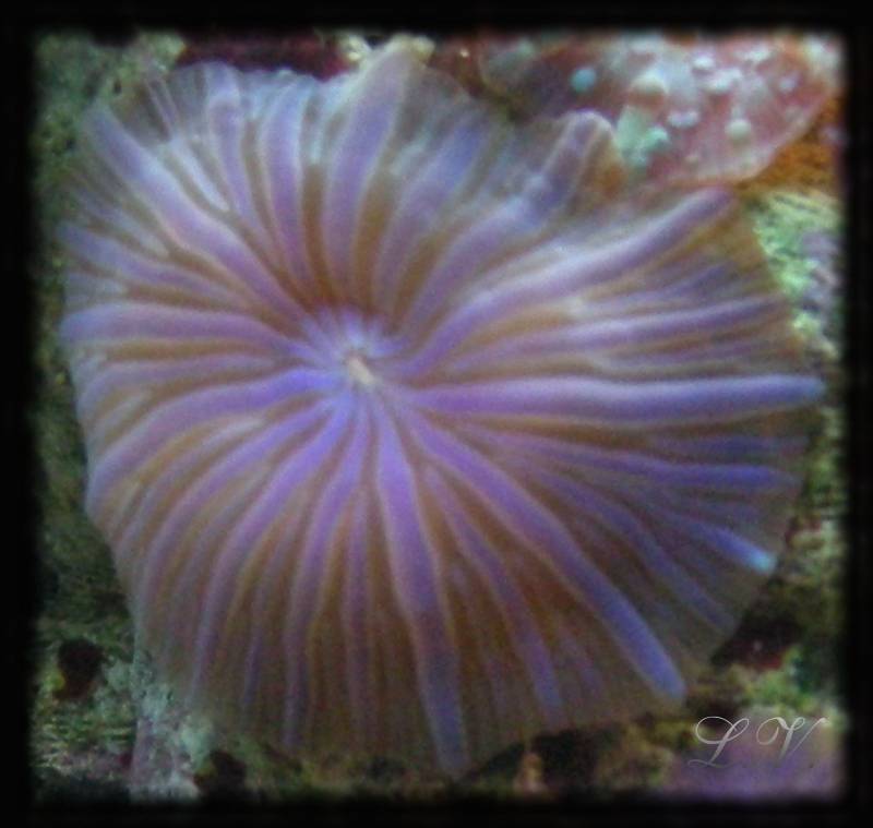 macro disco viola