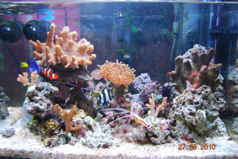 acquario (169)