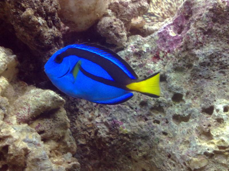 Paracanthurus Hepatus