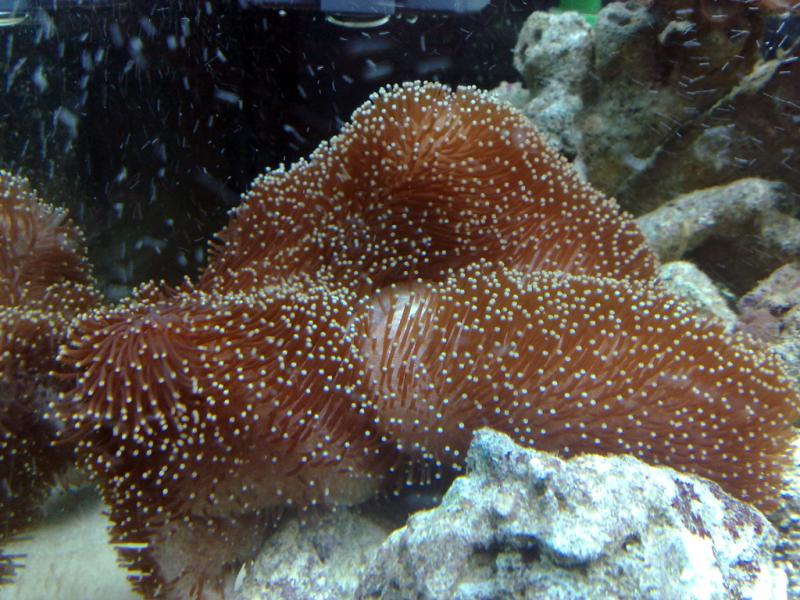 Grande Sarcophyton