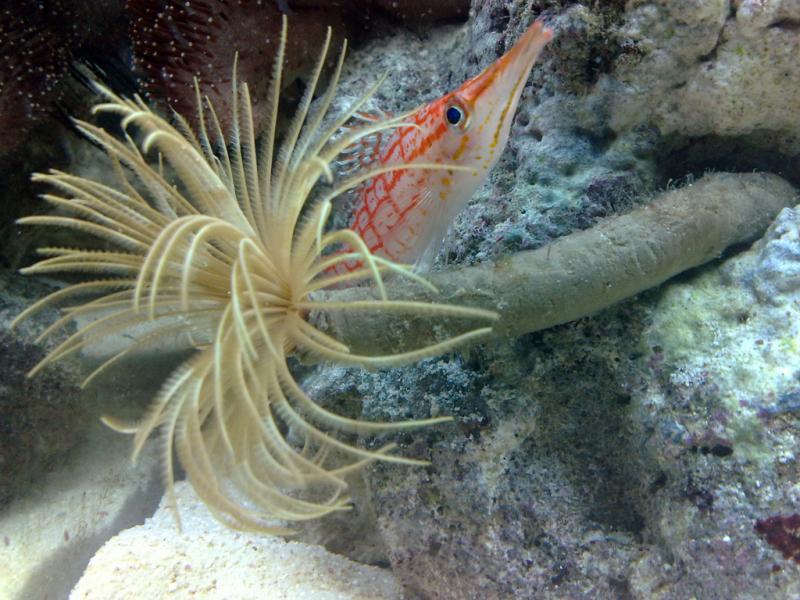 Sabella pavonina con alle spalle un Oxycirrhites Typus detto anche pesce trombetta