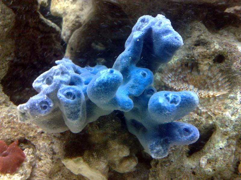 Halicona Blu