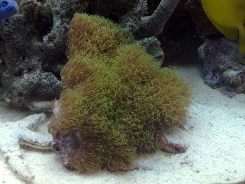 Clavularia Viridis