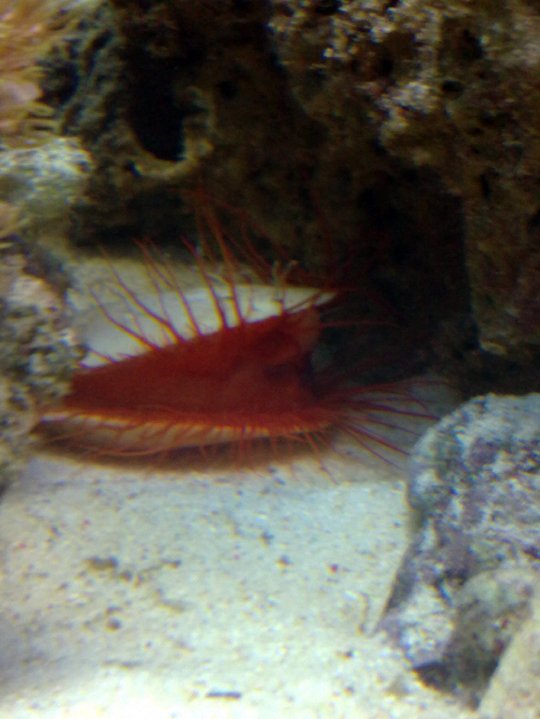 Lima Scabra