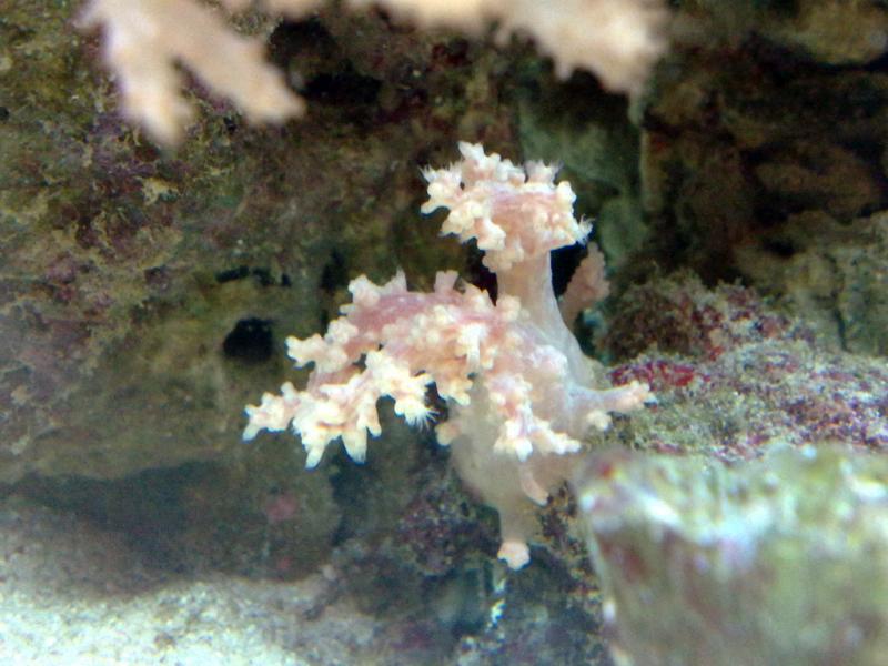 Piccola Dendronephthya Rosa