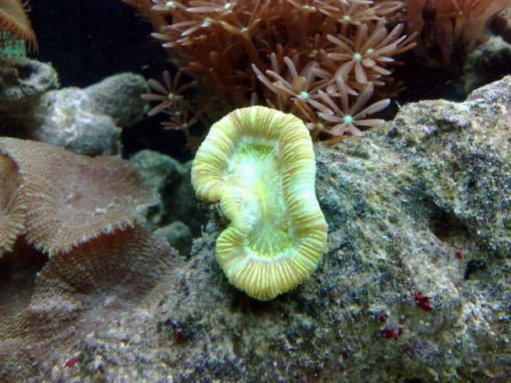 Sinphyllia radians