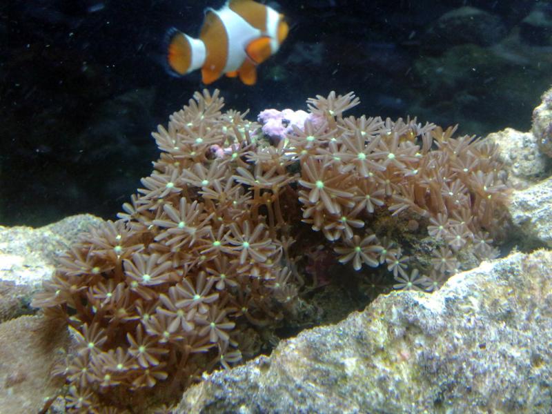 Knopia octocontacanalis
