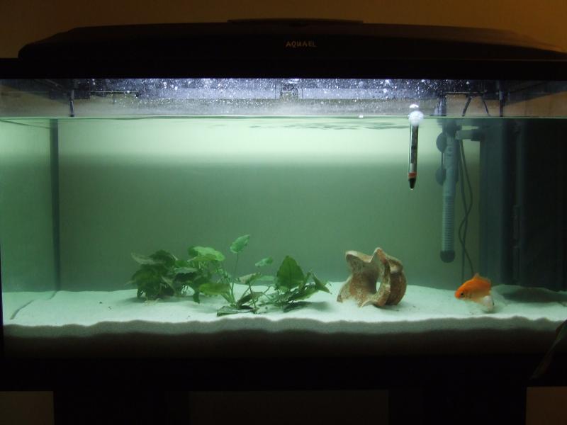 acquario 1 step