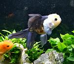 ORANDA LIONHEAD PANDA, Irina.