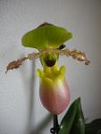 Paphiopedilum var "Pinochio"