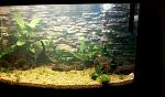 il mio acquario finito con sfondo 3d creato da me