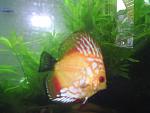 Discus by Giuseppe