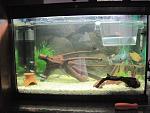 My acquario