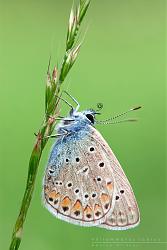 Polyommatus thersites