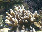 Crescita coralli con hqi da 70w