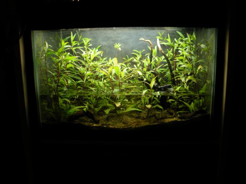 Bettiera con Hygrophila emerse