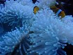 anemone resize