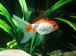 ORANDA RED-WHITE, Cindy.