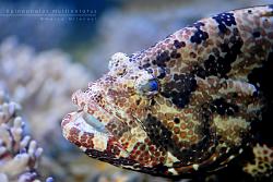 Epinephelus multinotatus