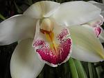 Cymbidium