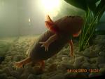 axolotl2
