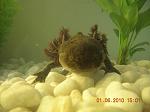 axolotl3