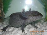 axolotl5