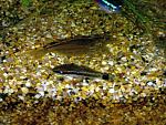 Otocinclus e caridina